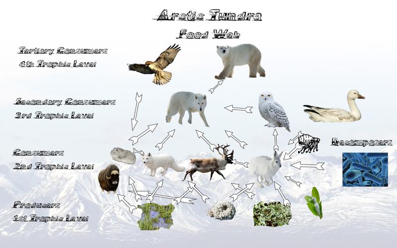 what are some adaptations of animals in the tundra